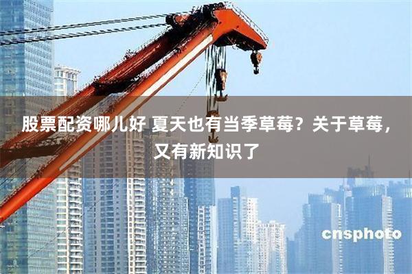 股票配资哪儿好 夏天也有当季草莓?关于草莓,又有新知识了